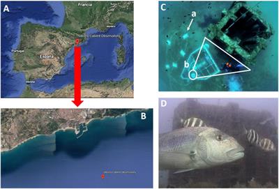 Long-Term Monitoring of Diel and Seasonal Rhythm of Dentex dentex at an Artificial Reef